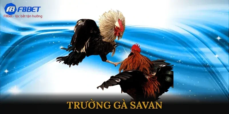 Trường gà Savan